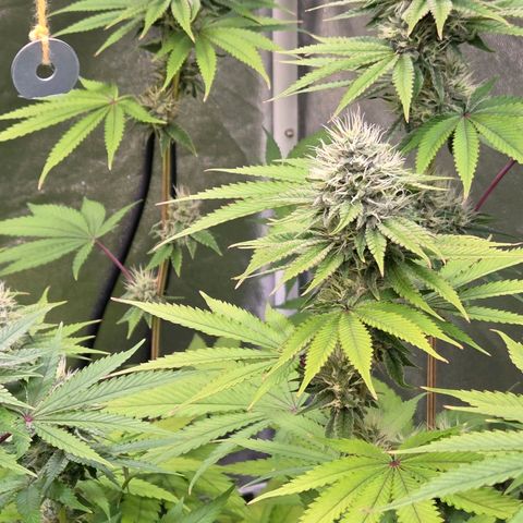 Kalini growlog timeline photo