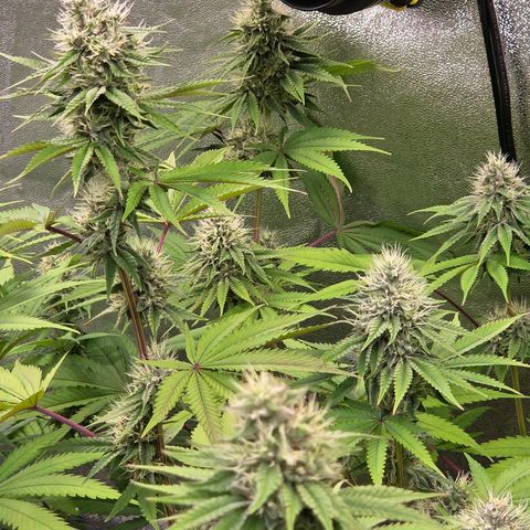 Kalini growlog timeline photo
