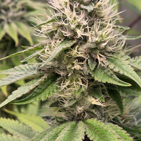 Kalini growlog timeline photo