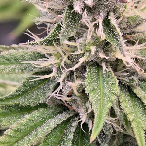 Kalini growlog timeline photo
