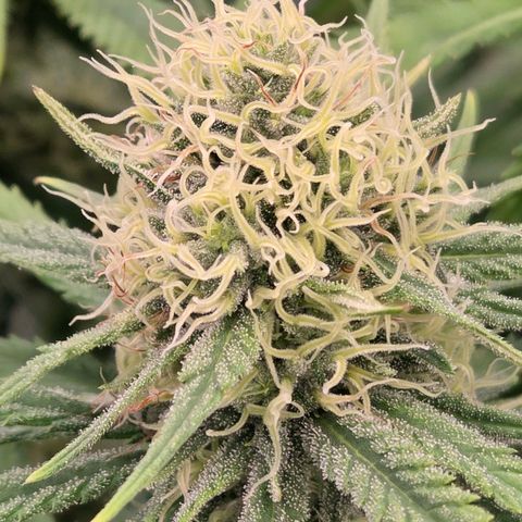 Mexican growlog timeline photo