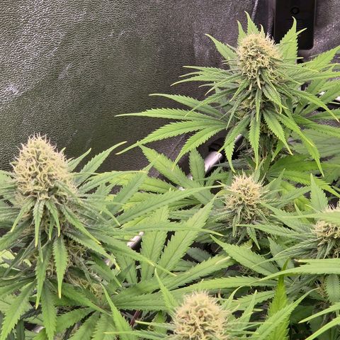 Mexican growlog timeline photo