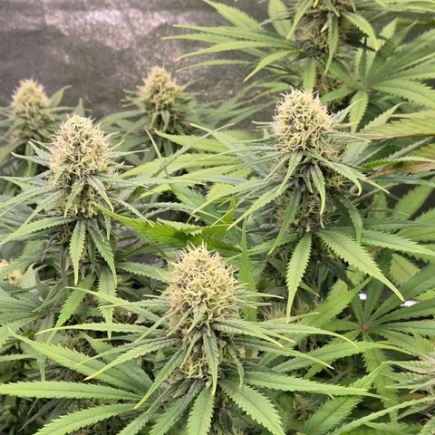 Mexican growlog timeline photo