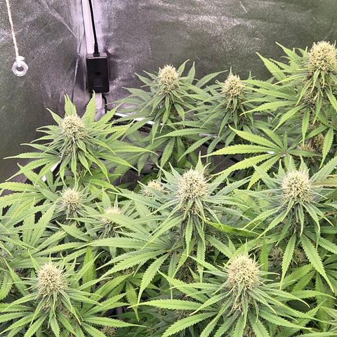 Mexican growlog timeline photo