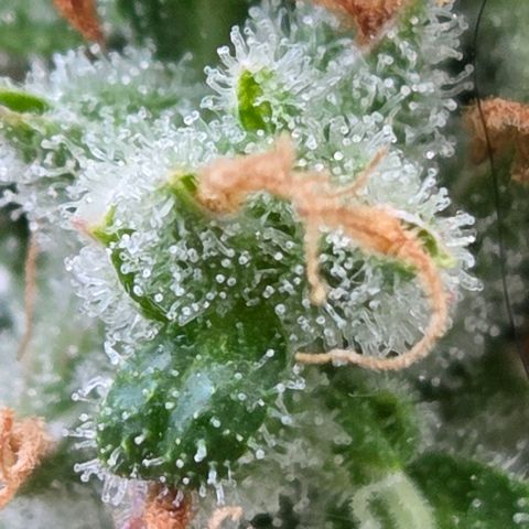 Torti growlog timeline photo