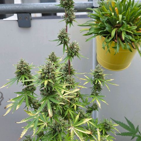 Torti growlog timeline photo