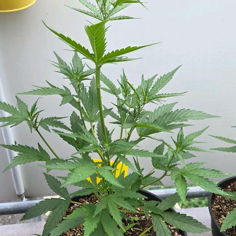 Skitti 1 growlog timeline photo