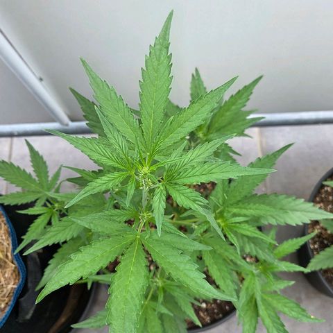 Skitti 1 growlog timeline photo