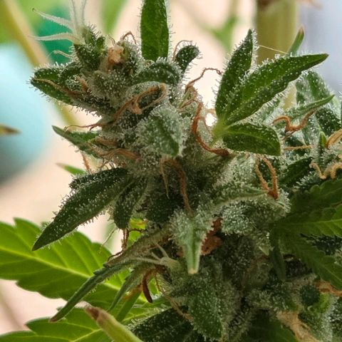 Torti growlog timeline photo