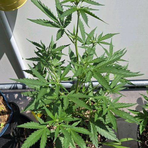 Skitti 1 growlog photo: Alles im grün. Nicht mal rote Stängel. Nur von der echten Sonne verwöhnt