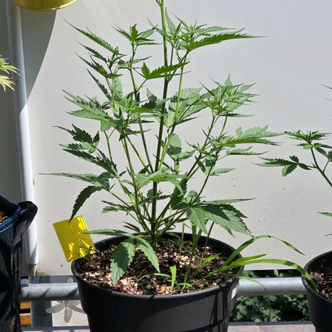 Skitti 1 growlog photo: Alles im grün. Nicht mal rote Stängel. Nur von der echten Sonne verwöhnt