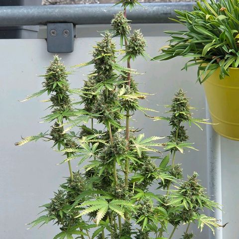 Torti growlog timeline photo