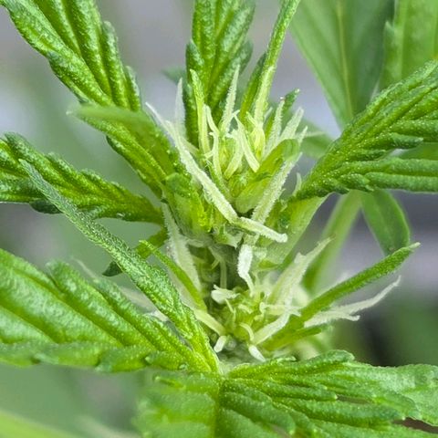 Skitti 1 growlog timeline photo
