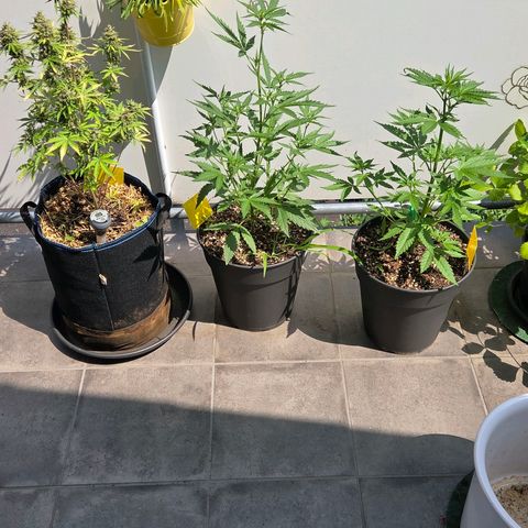 Torti growlog timeline photo