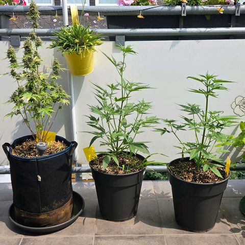 Torti growlog timeline photo