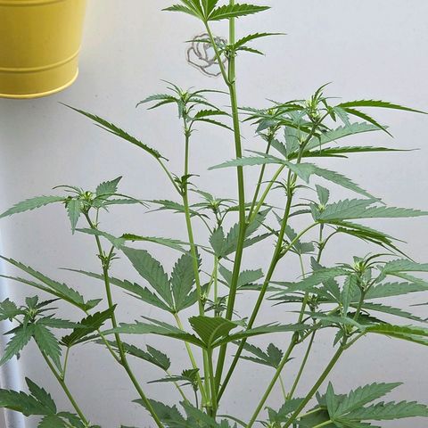 Skitti 1 growlog timeline photo