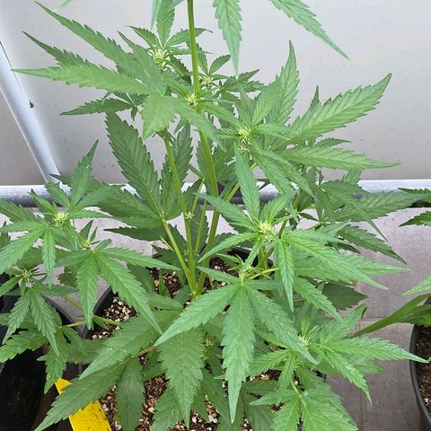 Skitti 1 growlog timeline photo