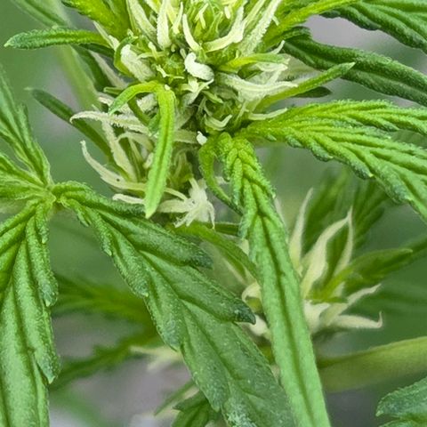 Skitti 1 growlog timeline photo