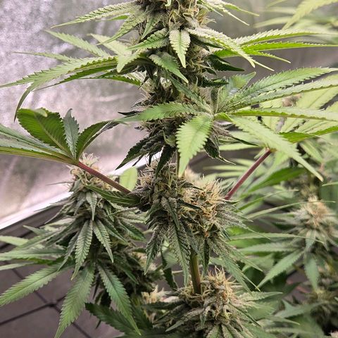 Diesel growlog timeline photo