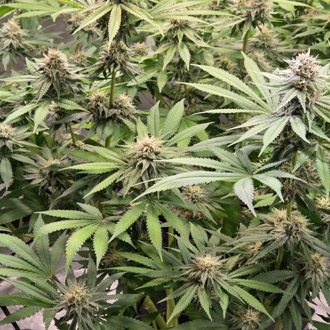 Diesel growlog timeline photo
