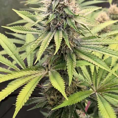Diesel growlog timeline photo