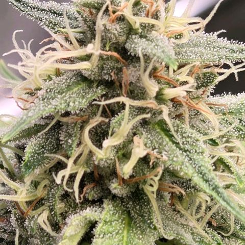 Diesel growlog timeline photo