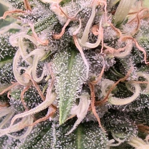 Diesel growlog timeline photo