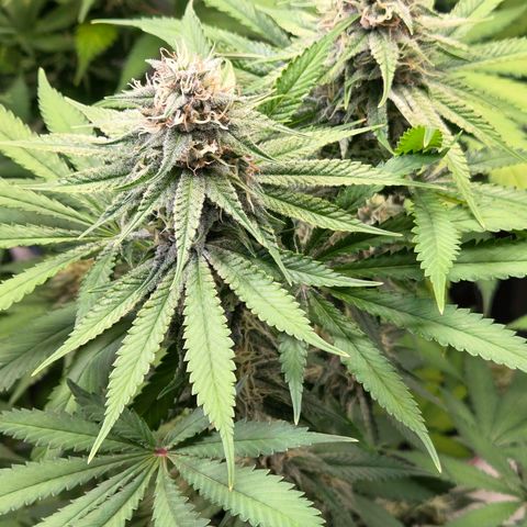 Diesel growlog timeline photo