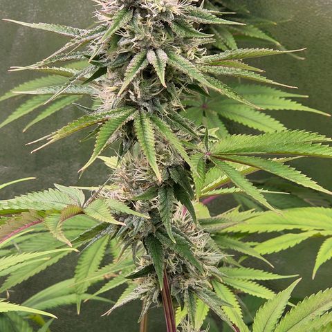 Kalini growlog timeline photo