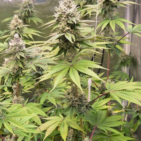 Kalini growlog timeline photo