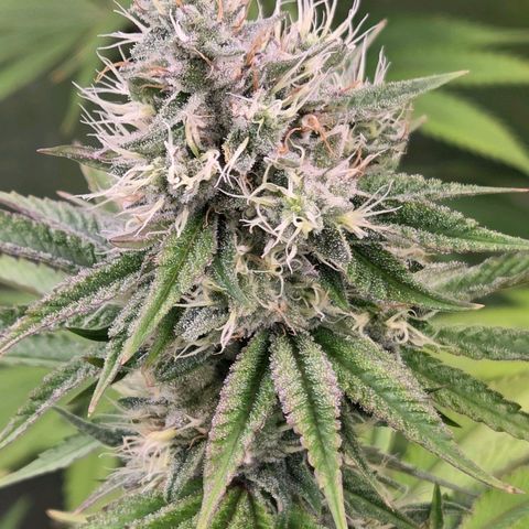 Kalini growlog timeline photo