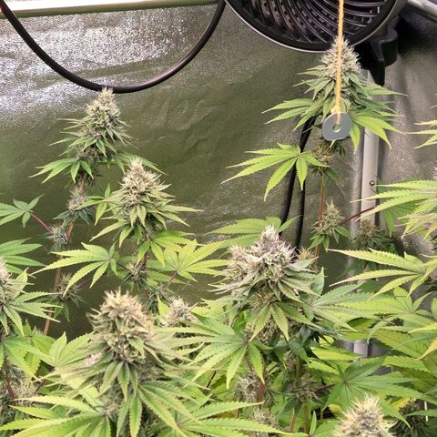 Kalini growlog timeline photo