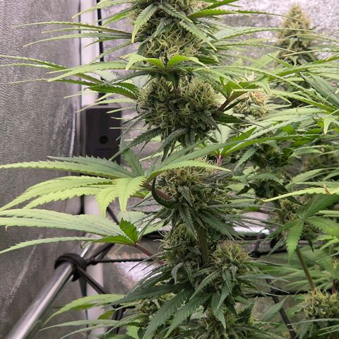 Mexican growlog timeline photo