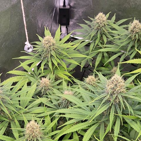 Mexican growlog timeline photo