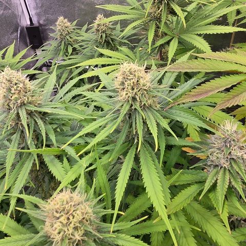 Mexican growlog timeline photo