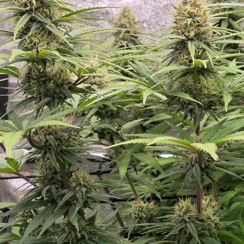 Mexican growlog timeline photo
