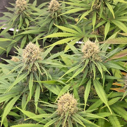 Mexican growlog timeline photo