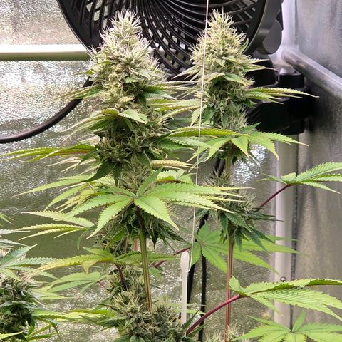 Kalini growlog photo: Cool , der Pflanzen Jojo.
Der Trieb hing schon schräg u jetzt wieder gerade