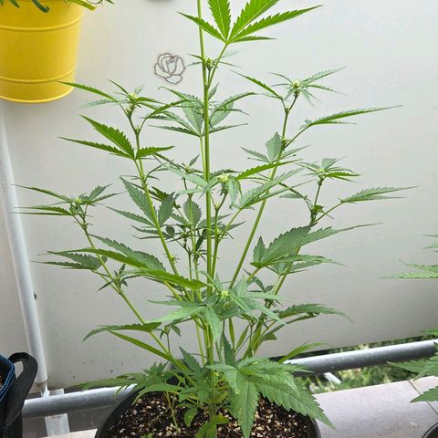 Skitti 1 growlog timeline photo