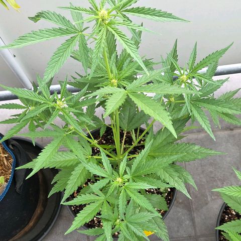 Skitti 1 growlog timeline photo