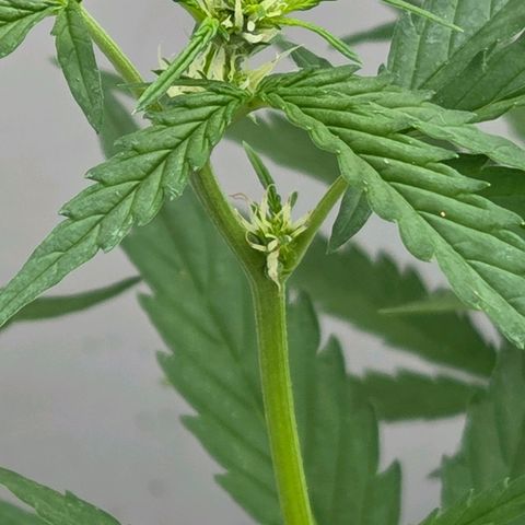 Skitti 1 growlog timeline photo