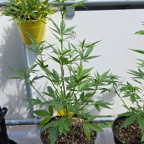 Skitti 1 growlog timeline photo