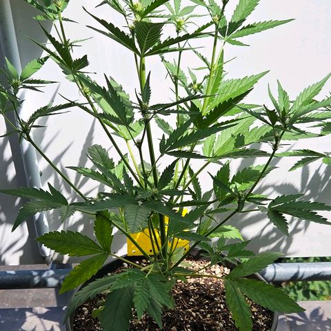 Skitti 1 growlog timeline photo