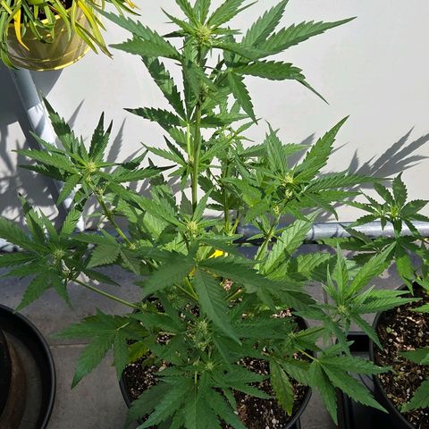 Skitti 1 growlog timeline photo