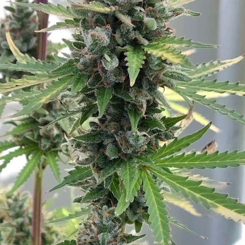 Torti growlog timeline photo