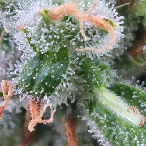 Torti growlog timeline photo