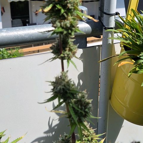 Torti growlog timeline photo