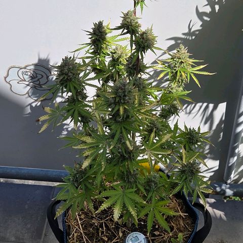 Torti growlog timeline photo