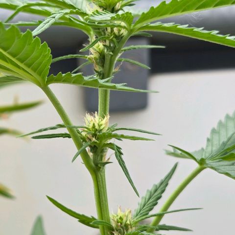 Skitti 1 growlog photo: Entweder sind es derzeit kühlere Tage u Nächte oder der Stretcht hat geendet.    ?????