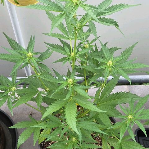 Skitti 1 growlog photo: Entweder sind es derzeit kühlere Tage u Nächte oder der Stretcht hat geendet.    ?????